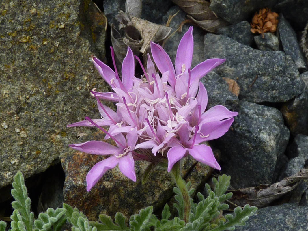 Pterocephalus pinardii photo